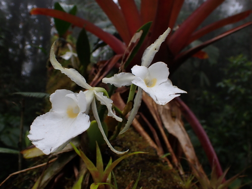 Trichopilia fragrans, photograph 6