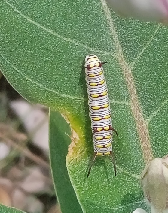 Plain Tiger