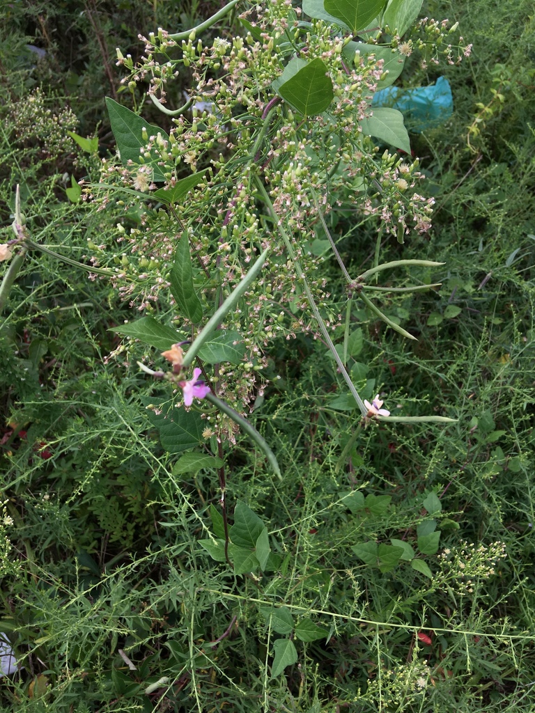 trailing-fuzzy-bean-from-berlin-circle-plaza-west-berlin-nj-us-on