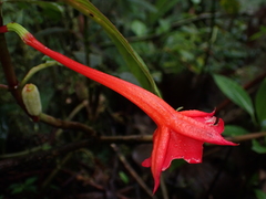 (c) Nolan Exe, some rights reserved (CC BY) Fuchsia macrostigma, photograph (c) Nolan Exe, some rights reserved (CC BY)