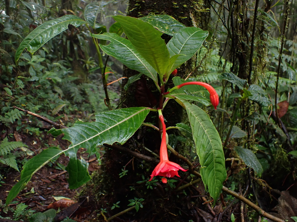 Fuchsia macrostigma; photograph (c) Nolan Exe, some rights reserved (CC BY)