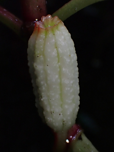 Fuchsia macrostigma, photograph 6