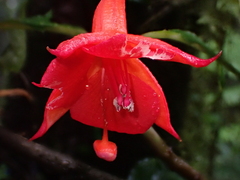 (c) Nolan Exe, some rights reserved (CC BY) Fuchsia macrostigma, photograph (c) Nolan Exe, some rights reserved (CC BY)