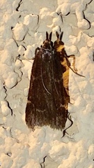 Aglossa electalis