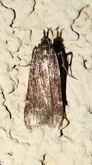 Aglossa electalis