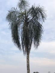 Syagrus