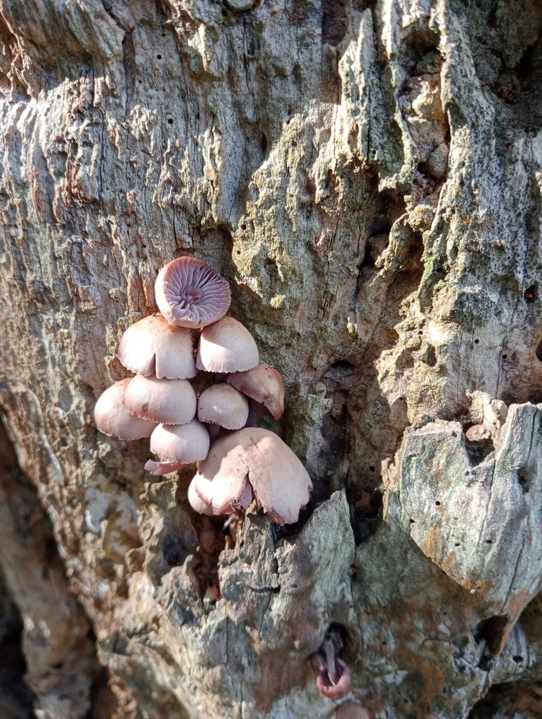 Mycena clarkeana · May 2025 · photo: © john_barkla (iNaturalist, cc0)