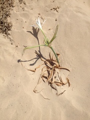 Pancratium maritimum