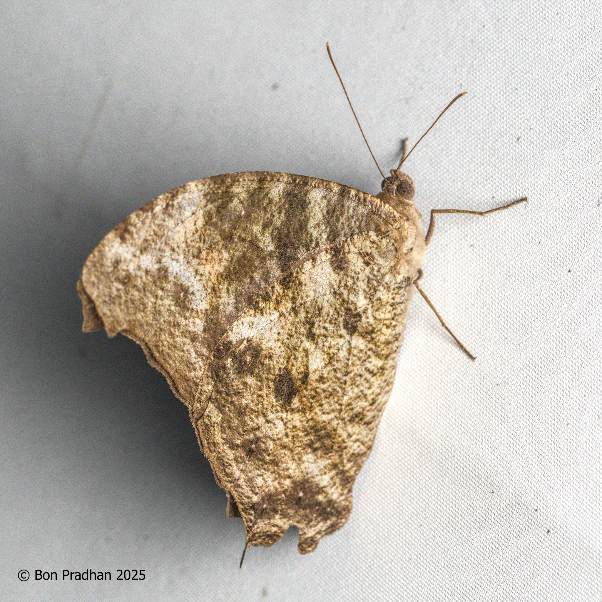 Common Evening Brown