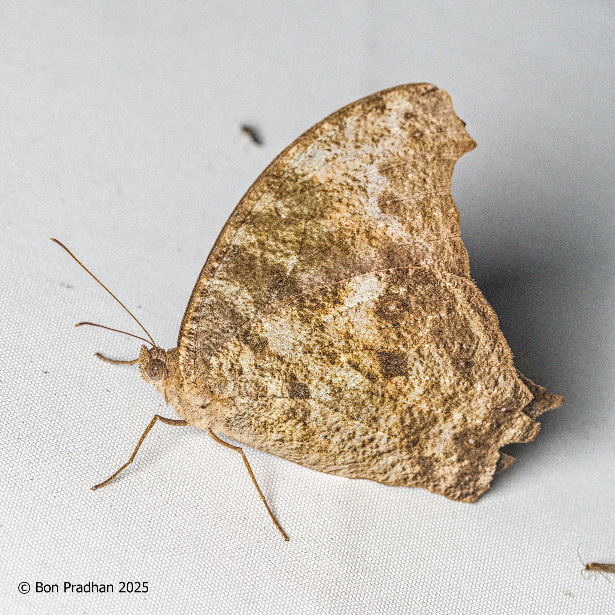 Common Evening Brown