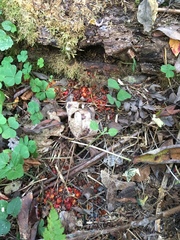 Clethrionomys glareolus