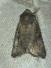 Eriopygini