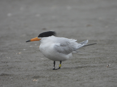 Chinese Crested Tern photo 5