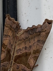 Phlogophora