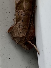 Phlogophora