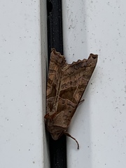 Phlogophora
