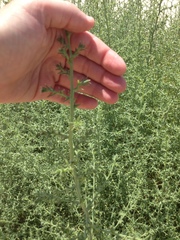Salsola tragus