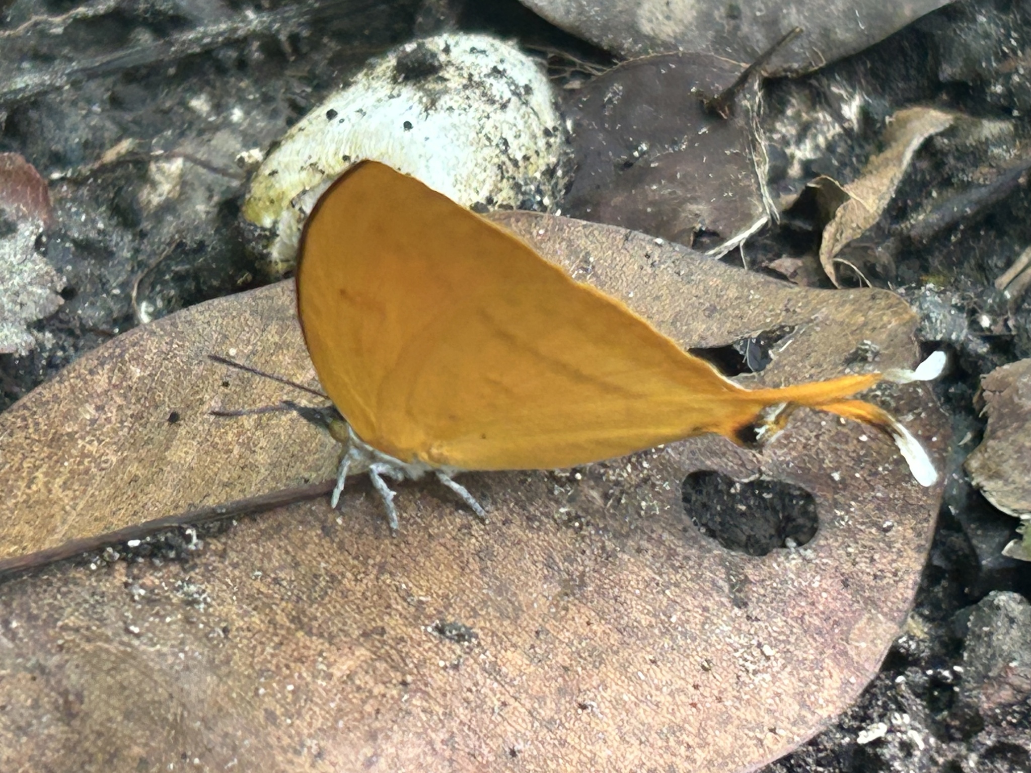 Yamfly