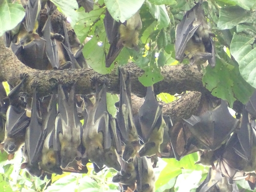 Straw-coloured Fruit Bat