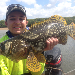 Epinephelus lanceolatus
