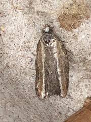 Acleris variana