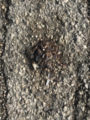 Helix lucorum