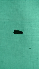 Galgula partita