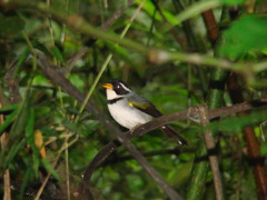 Arremon flavirostris