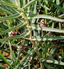 Asclepias brachystephana