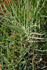 Asclepias brachystephana