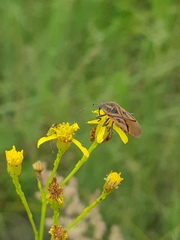 Spilostethus rivularis