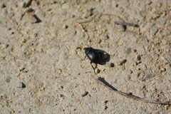 Ablattaria laevigata