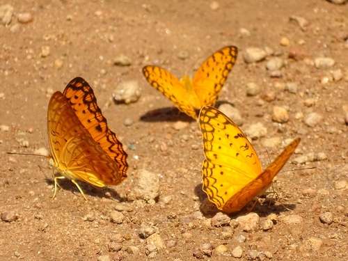Common Leopard