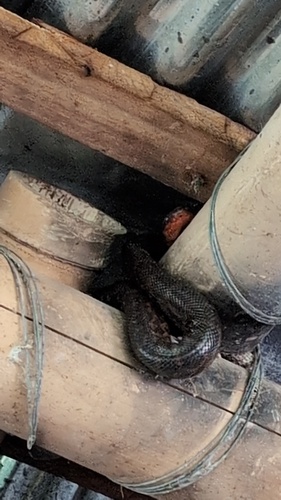 Hispaniolan Boa