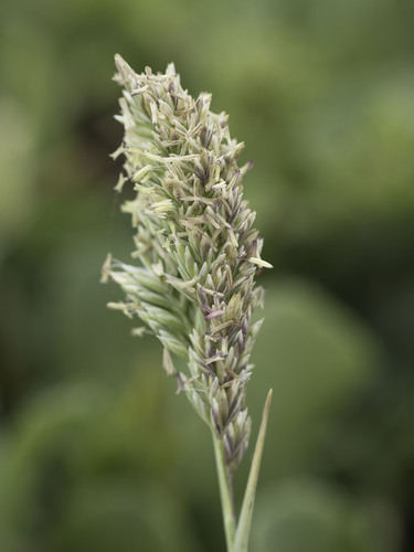Poa unilateralis, 2025-05-17