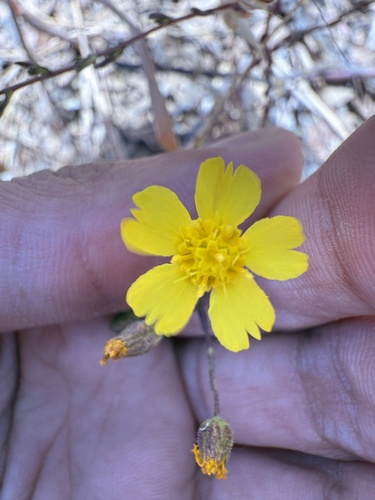 Kellogg's Tarweed (Deinandra kelloggii)
