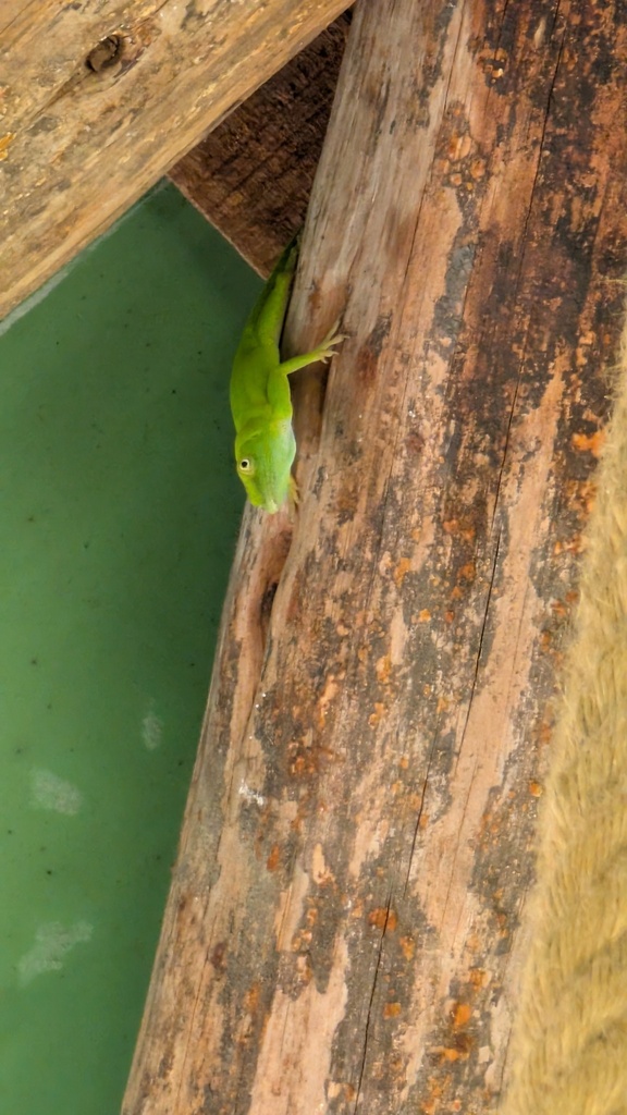 Dominican Green Anole