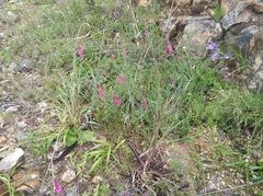 Indigofera venusta