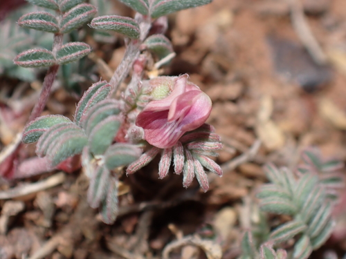 plateau milkvetch (Astragalus serpens)