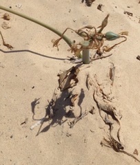 Pancratium maritimum
