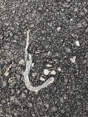 Hierophis viridiflavus