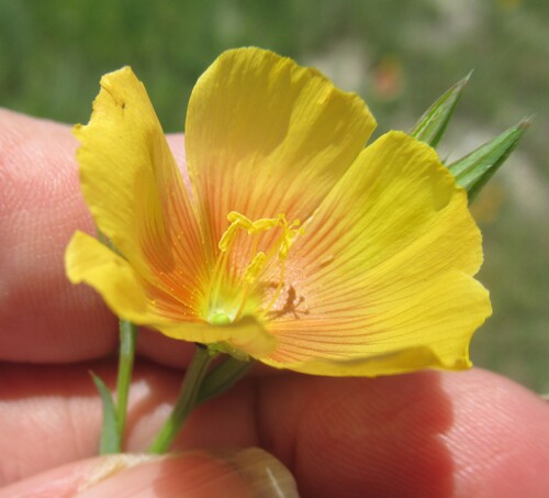 Stiffstem flax (Linum rigidum)