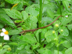 Takydromus stejnegeri