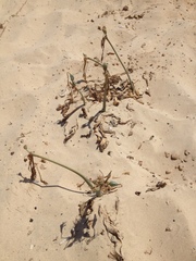 Pancratium maritimum