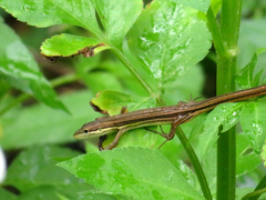 Takydromus stejnegeri