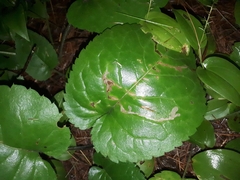 Scrobipalpula manierreorum