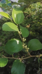 Ziziphus mauritiana