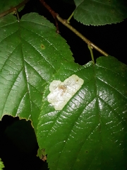 Cameraria corylisella