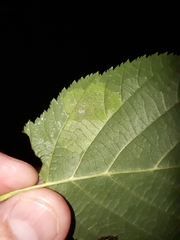 Cameraria corylisella