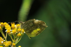 Lieinix nemesis atthis